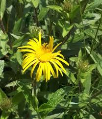 Image result for Pentarrhinum