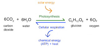 Cellular respiration is a metabolic pathway that breaks down glucose and produces atp. Photosynthesis Definition Equation Steps Process Diagram