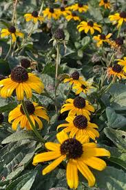Image result for Rudbeckia