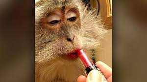 Monkey Mom S Made Up Macaque Monkey With Makeup Tussauds Madame Tussauds