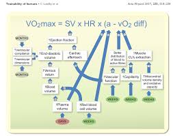 muscle oxygen training vo2 max training and trainability