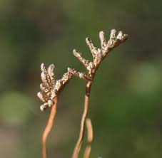 Image result for Schizaea