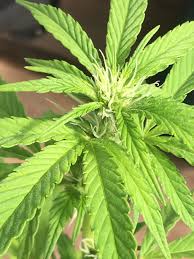 We did not find results for: White Hairs During Veg Pics Grasscity Forums The 1 Marijuana Community Online