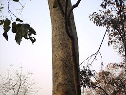 Image result for Albizia procera