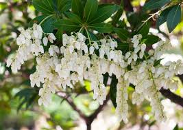 Pieris (common name japanese andromedea) are a species of shrubs that have everything. S S Itmnbrdj8m