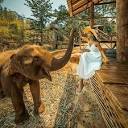 Home » Chai Lai Orchid » Chiang Mai Thailand's Elephant Hotel