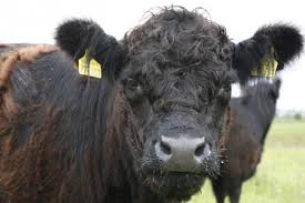 Kinder Und Rinder Wie Zwei Manager Zum Galloway Kamen Garcon Magazin