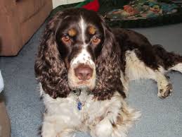 Just because a dog is from another province/state or even country, does not mean that they are not related. Liver Tri Color English Springer Spaniel Novocom Top