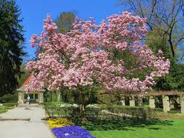 Die tropengewächshäuser befinden sich am alten standort des botanischen gartens in der. Timeline Photos Bamberg Meine Stadt Bamberg Botanischer Garten Stadt