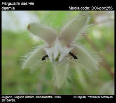 Image result for Pergularia