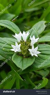 Image result for Richardia scabra