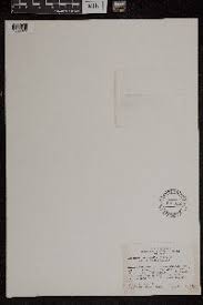 Image result for Actiniopteris pauciloba