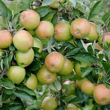 This is the new ebay. Mini Orchard Fruit Tree Collection Yougarden