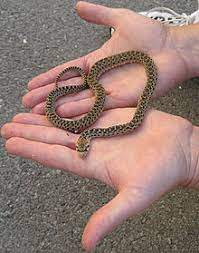 These gopher snake facts will help you better understand this often misunderstood species. Pacific Gopher Snake Wikipedia
