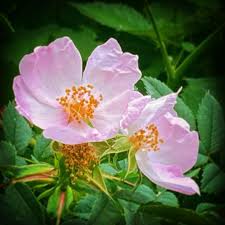 Gaupeler Kulturgarten Wildrose Do You Know Where The Wild Roses Grow So Sweet And Scarlet And Free Wildrose Garten Wildgarten Gaupe In 2020 Plants
