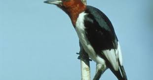 Bird With Red Head And Brown Body The Stupid Woodpecker Woodpecker Bird Sightings Ornithology