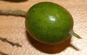 Image result for Xanthocercis zambesiaca