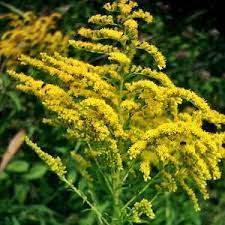 September In The Garden Kidney Cleanse Natural Kidney Cleanse Kidney Detox Cleanse