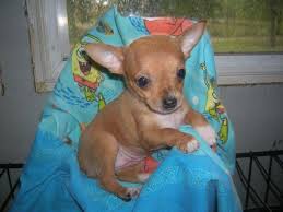 Find chihuahua puppies for sale on pets4you.com. Chihuahua Puppies For Sale In Michigan Petswall