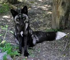 Rare Black Fox Weird Animals Talking Animals Cute Animals