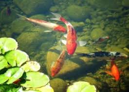 How many gallons of water does a koi fish need? The Best Filter For Your Koi Pond Need 2021 Aquarium Adviser