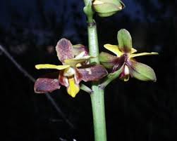 Image result for Habenaria epipactidea