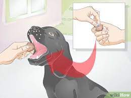 3 Ways To Groom A Difficult Dog Wikihow