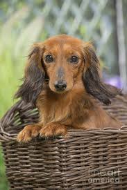 Dogs have a special ability to lift spirits and this is exactly what the furry friends on this list of the cutest longhaired dachshund pictures do. Long Haired Dachshund Dog In Basket Photograph By Mary Evans Picture Library