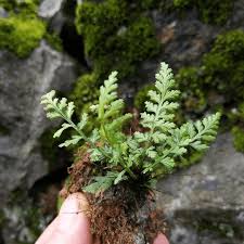 Image result for Asplenium trichomanes