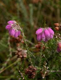 Image result for Erica lanceolifera