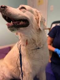 Treating Laryngeal Paralysis Naturally Healing Paws Center