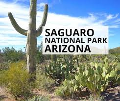 Reaching over 50 feet tall and weighing up to 2 tons when fully hydrated. Saguaro National Park Arizona Should You Visit Saguaro East Or West Solo Trips And Tips