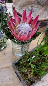 Protea Blüte | Mrs Greenery