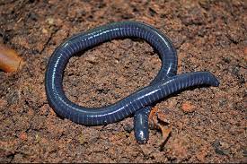 Lacking limbs, caecilians resemble earthworms or snakes in appearance. Caecilian San Diego Zoo Animals Plants