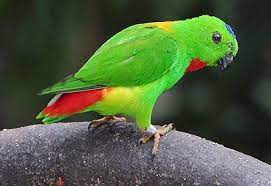 Sebut saja serindit jawa, serindit flores, serindit sulawesi (paruh merah / pygmy hanging parrot) dan serindit papua. Mengenal Lebih Dekat Jenis Burung Serindit Dari Daerah Asalnya Kicau Mania
