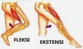 Jelaskan gerak otot seperti yang ditunjukkan gambar! Pengertian Gerakan Antagonistic Macam Sinergis Struktur Contoh