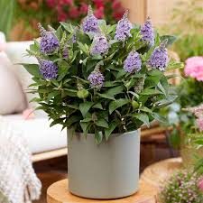 Image result for Buddleja pulchella