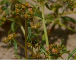 Image result for Gisekia