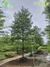 Image result for Terminalia mantaly