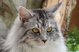 The rest are black, white, cream, and red. Maine Coon Die Sanften Riesen Pfotencafe Leben Mit Hund Und Katze