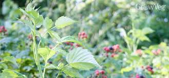 Oct 12, 2020 · for new raspberry plants, prune back the canes to 4 to 5 feet tall during the first few years of growth. The Right Way To Pinch And Prune Raspberries