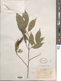 Image result for Glyphaea