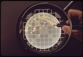 Counting Bacteria Boundless Microbiology