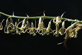 Image result for Dipcadi marlothii