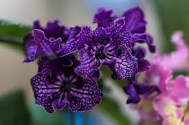 Image result for Streptocarpus goetzei