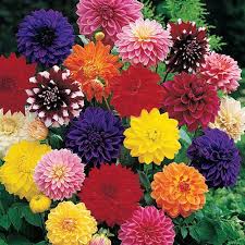 Decorative Dahlia Mix Multicolored Dahlia Plants Breck S Annual Flowers Flower Seeds Bonsai Flower