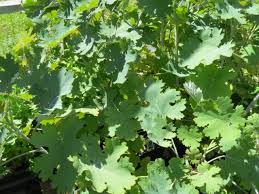 Image result for Macleaya