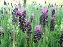 Spanish Lavender Flower Or Lavandula Stoechas Spanish Lavender Is Hardy To Zones 8 10 And Have Beautifu Spanish Lavender Lavender Flowers Dark Purple Flowers