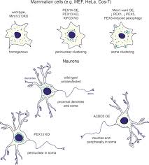 Rare viktoriya o actualmente red royz. Regulation Of Peroxisomal Trafficking And Distribution Springerlink
