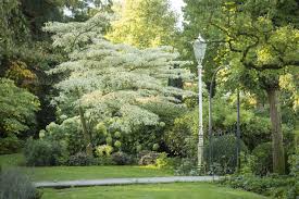 Der Pagoden Hartriegel Liebt Einen Humosen Feuchten Boden Baume Garten Kleine Baume Schmaler Garten